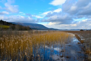 Common reed (Phragmites australis) at Cerkniško jezero lake and Jovorniki mountains in Notranjska, Slovenia