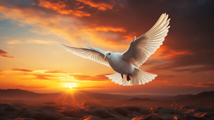 white dove or white pigeon on pastel background international day of peace