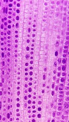 Cell division on Allium sp root. Longitudinal section of monocot root