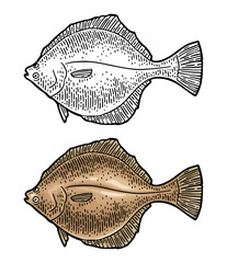 Whole fresh fish flounder. Vector color engraving vintage
