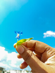 Hand holding flower, nature photography, natural scenic wallpaper, floral background