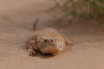 Toad-headed agama, Phrynocephalus mystaceus. Calm desert roundhead lizard on the sand in its...