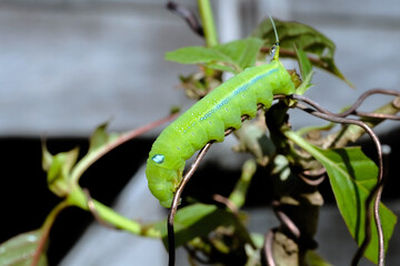 Chrysalis butterfly eating Kratom or Mitragyna speciosa Korth leaf