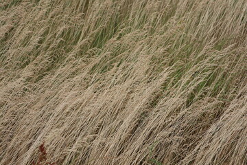 Tall ears of dry grass with grass seeds at the end of the top bent in the summer wind