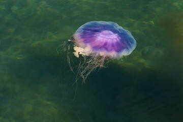 Pink jellyfish swimming in  water near the surface.
