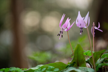 可憐な春の妖精カタクリの花21