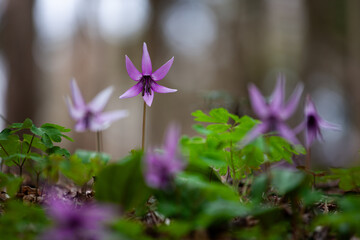 可憐な春の妖精カタクリの花9