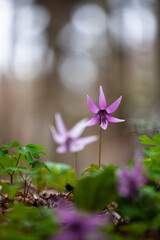 可憐な春の妖精カタクリの花6