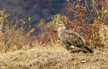 Common Buzzard in autumn mountain