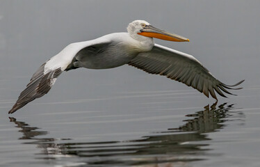 Dalmatian Pelican of Kerkini Lake