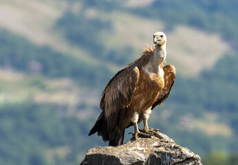Griffon Vulture (Gyps fulvus) on feeding station