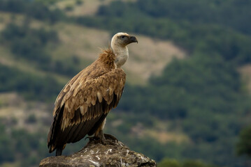 Griffon Vulture (Gyps fulvus) on feeding station