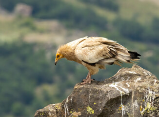 Egyptian vulture in natural habitat in Bulgaria