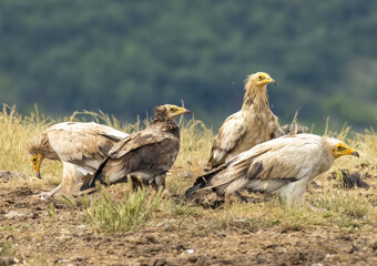 Egyptian vulture in natural habitat in Bulgaria