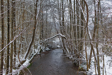 Natural forest landscape covered with snow during cold winter day.