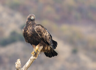 Action photography of Golden Eagle