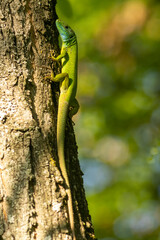 Green Lizard (Lacerta viridis) on tree stump in spring months