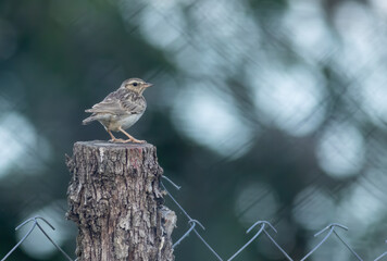 Woodlark (Lullula arborea) in natural habitat