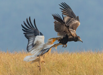 Fototapeta premium Egyptian vulture in natural habitat in Bulgaria