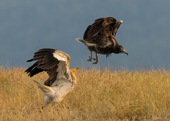 Egyptian vulture in natural habitat in Bulgaria