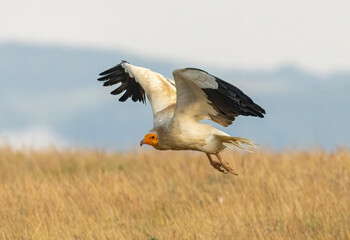 Egyptian vulture in natural habitat in Bulgaria
