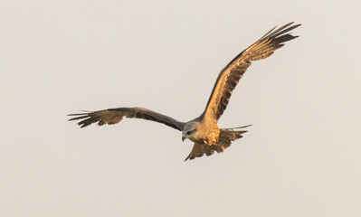 Black Kite in natural habitat