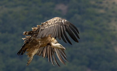 Griffon Vulture (Gyps fulvus) on feeding station