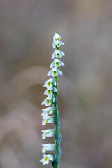 Orchid of Autumn Lady's-tresses macro photography