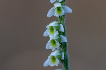 Orchid of Autumn Lady's-tresses macro photography © georgigerdzhikov