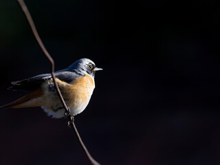 Common redstart sitting on fence