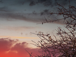 feathers ornithology bird animal colors small branches winter sp