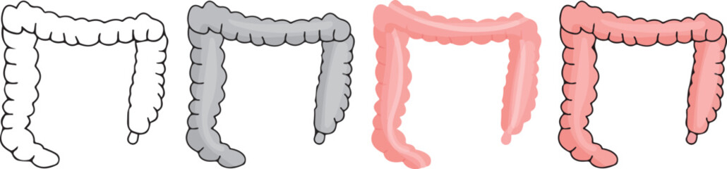 human anatomy. Large Intestine icon with 4 different styles.