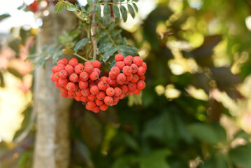 Rowan branch in the forest