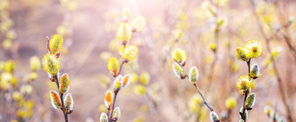 Willow branches with fluffy earrings in the forest on a blurred background in warm tones