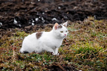 A white spotted cat stands in the garden on dry grass in early spring