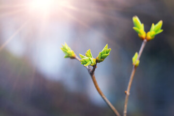 Tree branches with tender green buds in early spring