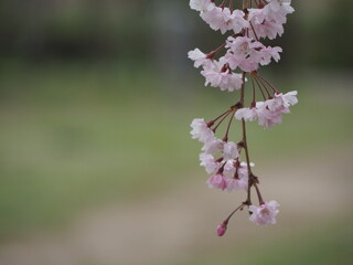 春の花　桜　ヤエベニシダレ