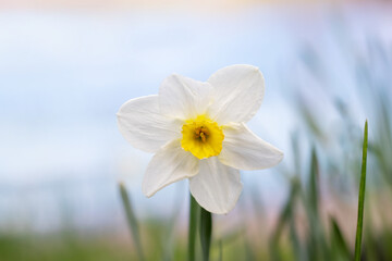 White daffodil close-up on a light background