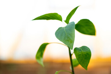 A stem of pepper with green leaves on a bed on a light background