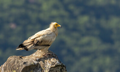 Egyptian vulture in natural habitat in Bulgaria