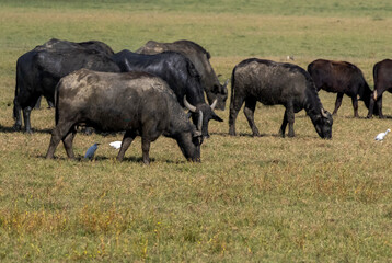 Fototapeta premium Buffalo, flamingos, cattle egret and view from Kerkini lake, Greece