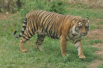 Sumatran tigers walk around in their territory