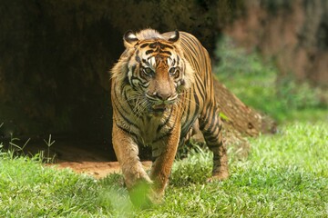 Sumatran tigers walk around in their territory
