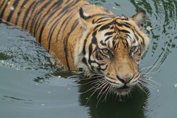 Fototapeta na wymiar Sumatran tiger bathing while looking up