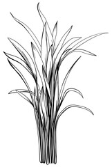 Illustration of a tropical plant. Hand drawn botanical illustration isolate on white.