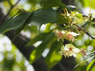 春の花　桜　御衣黄桜
