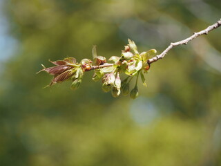 春の花　桜　御衣黄桜　つぼみ
