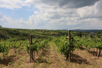 Fototapeta na wymiar Straight rows of vineyard on farm against cloudy sky background and horizon of green fields