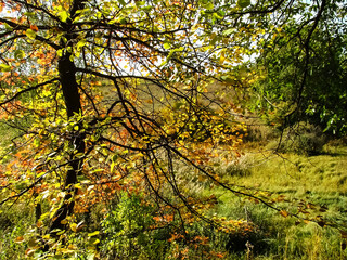 Tree with bright autumn foliage against a background of sunlight.