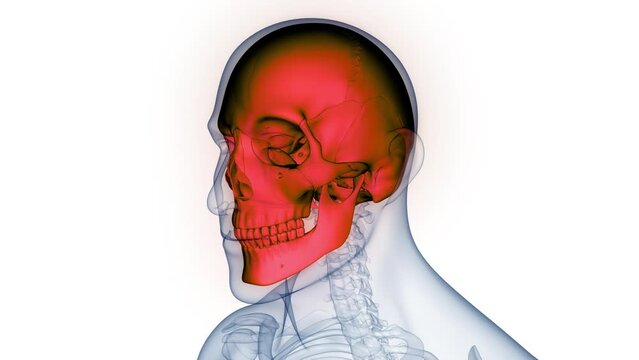 Human Skeleton System Skull Bone Joints Anatomy Animation Concept